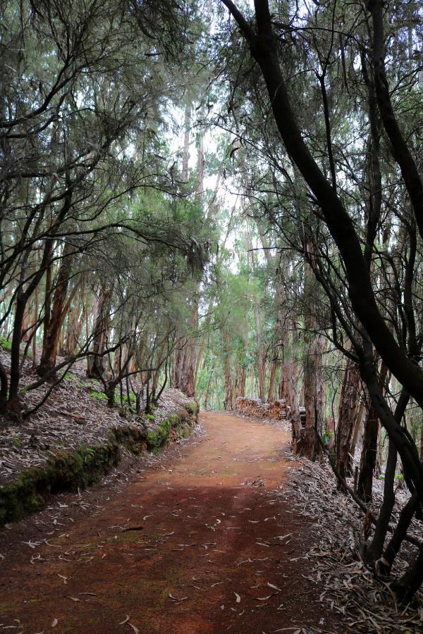Casa Rural En Medio Del Bosque, El Lance Firgas 外观 照片